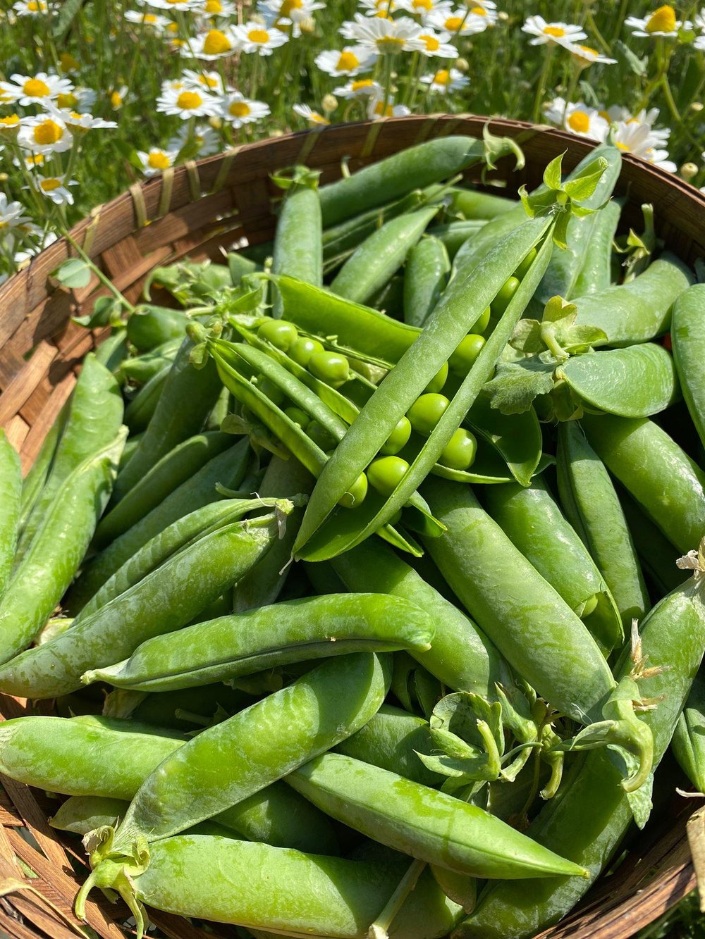 Bezelye  1Kg