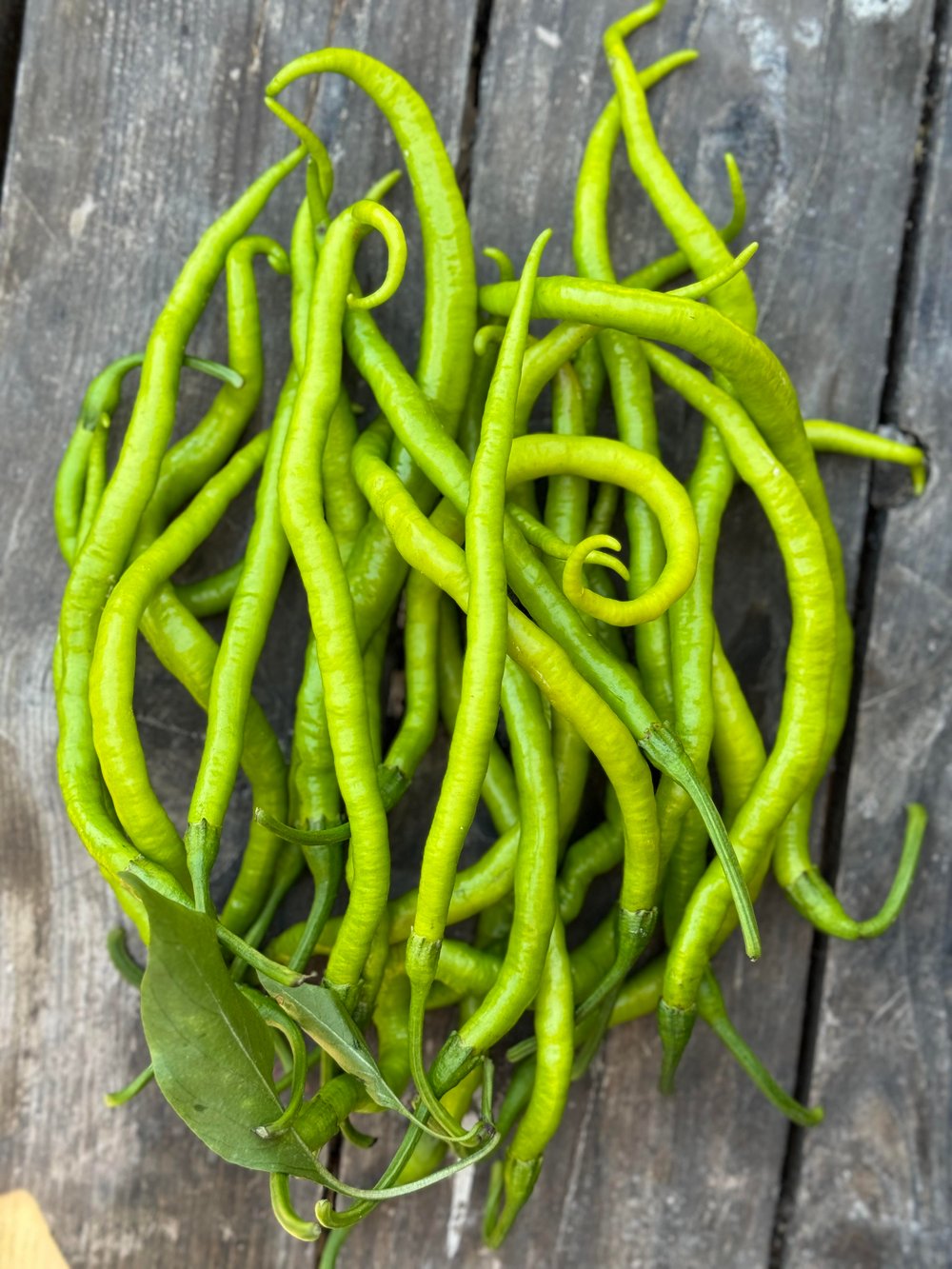 Kıl Biber 500g