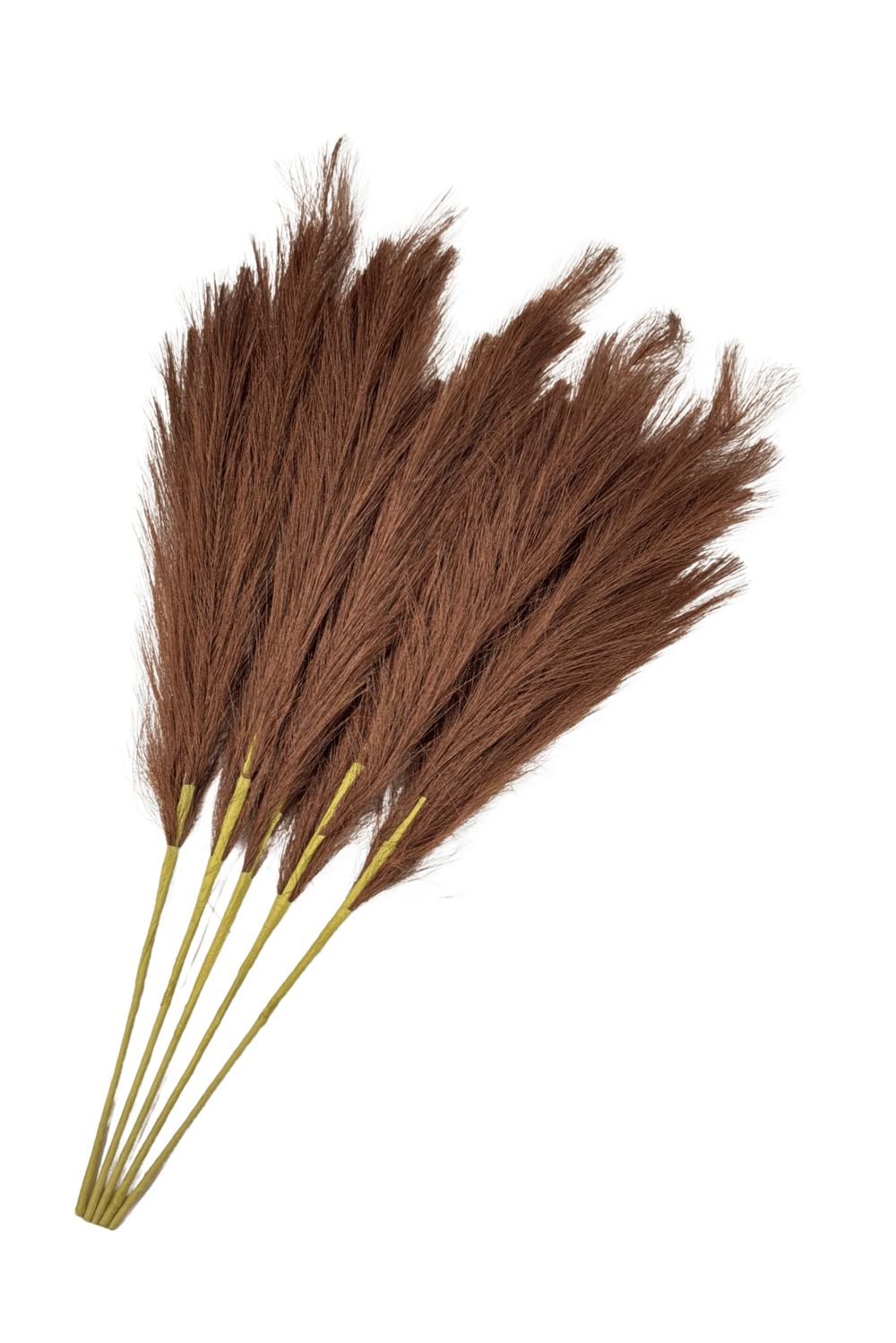 Kahve Pampas Tüy Demeti 5'li