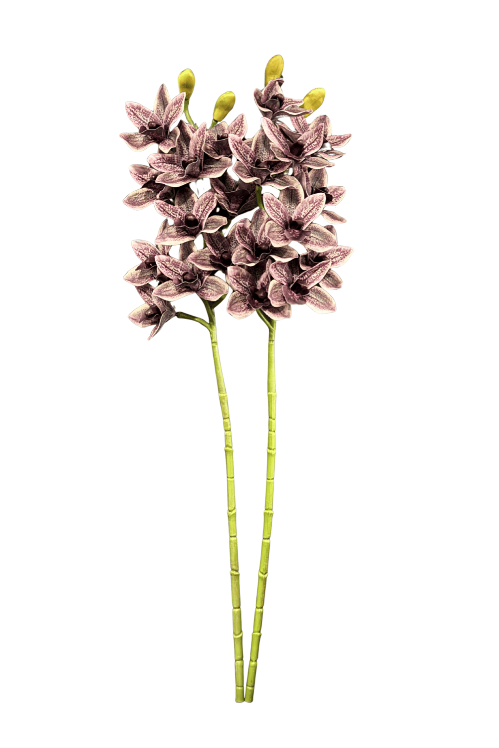 Mor 2'li Sipidyum Orkide Demeti