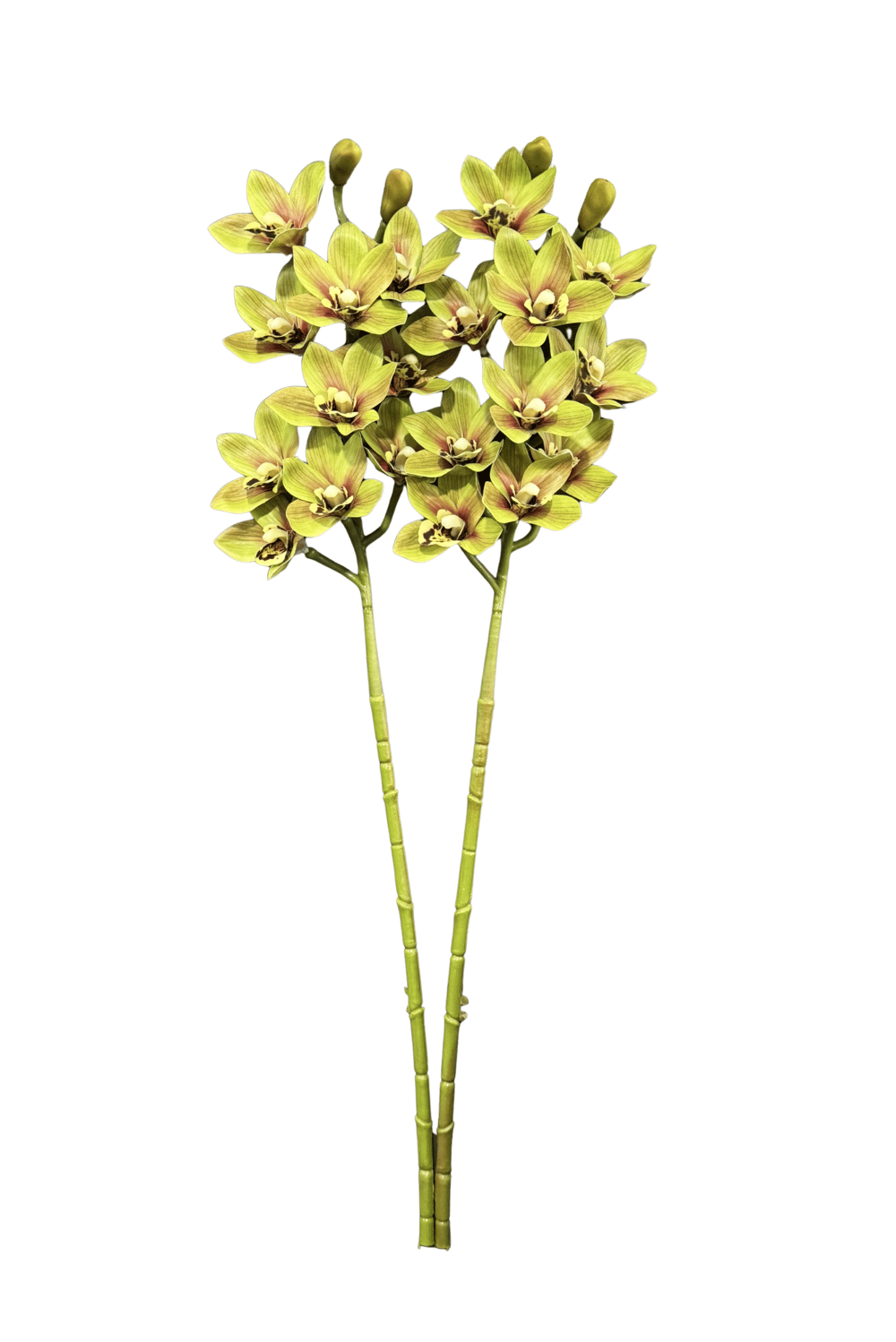 Yeşil 2'li Sipidyum Orkide Demeti