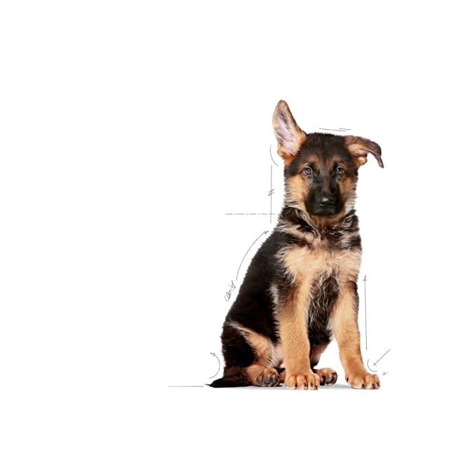Royal Canin Maxi Puppy 15 Kg