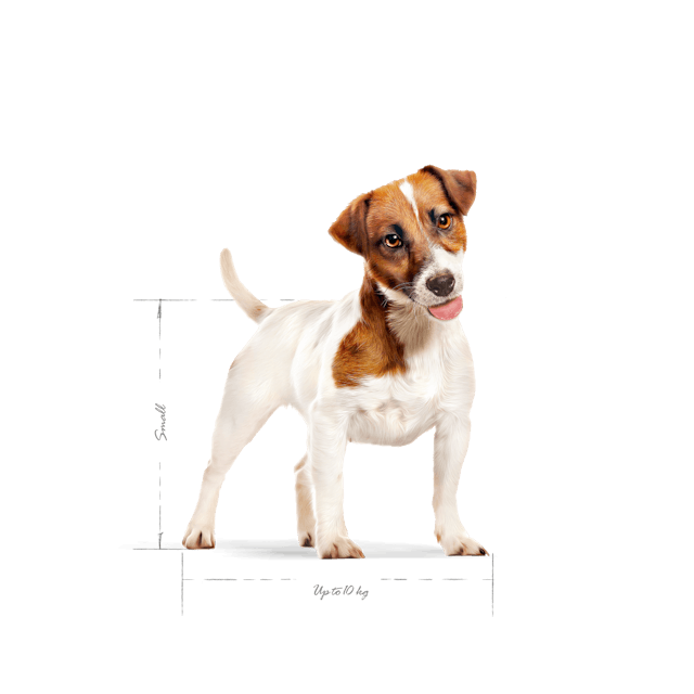 Royal Canin Mini Adult 2 Kg