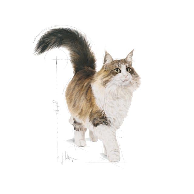 Royal Canin Sterilised Jelly 85g x 12