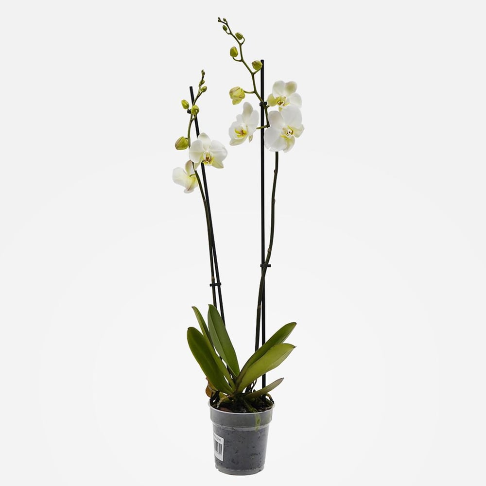 Çift Dal Orkide 50cm