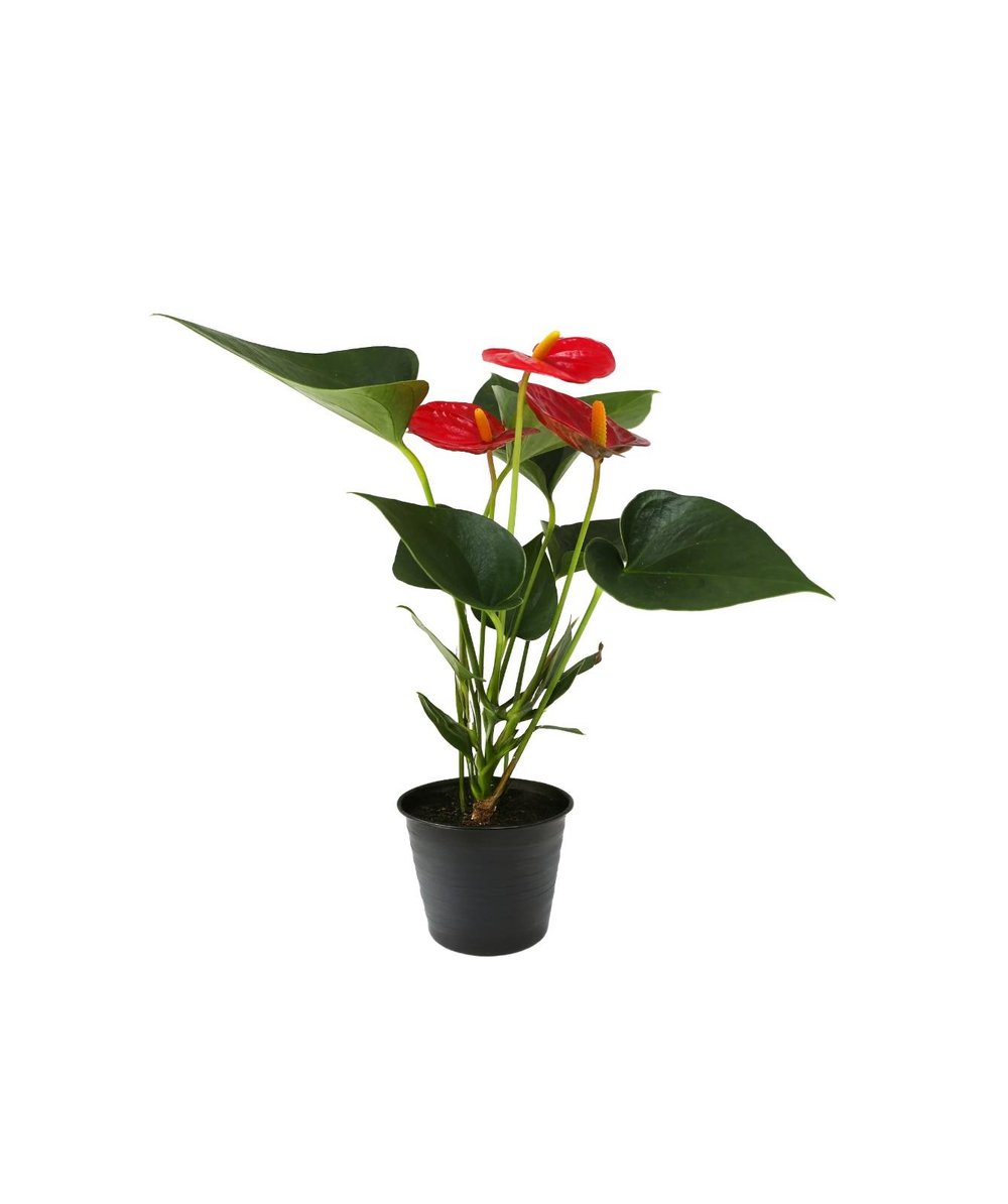 Anthurium scherzerianum-Flamingo Çiçeği 40-60