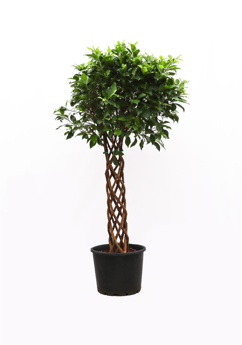 Benjamin (Ficus Benjamin Danielle) Örgülü Kafes 80-100 cm