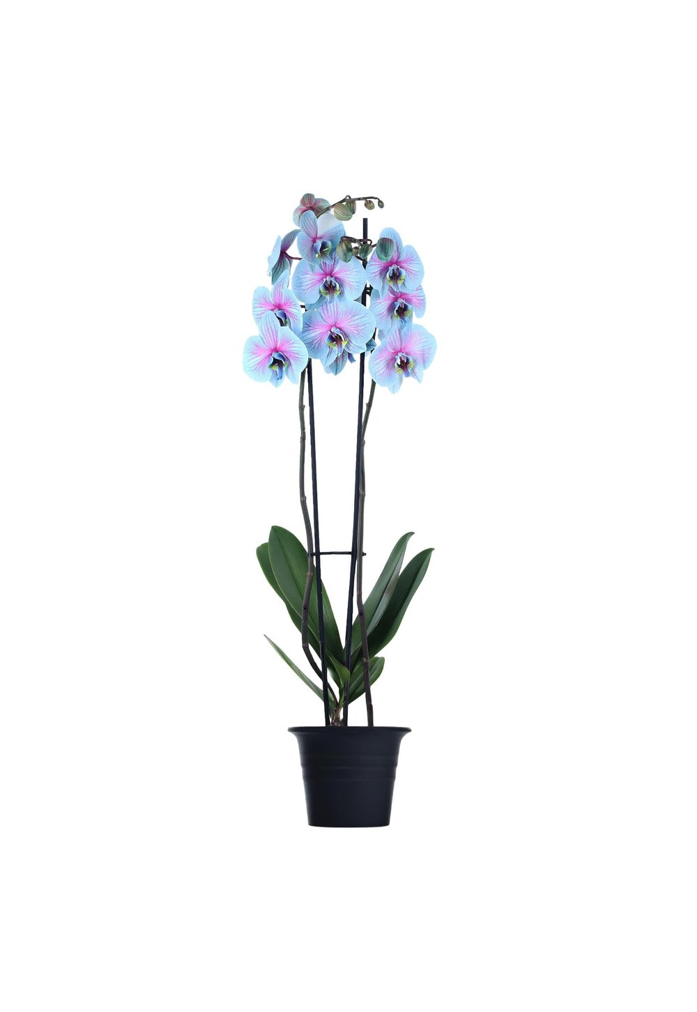 Phalaenopsis - Orkide Çift Dallı Mavi Pembe Renk (Premium, İthal)