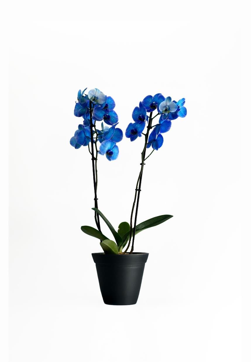 Phalaenopsis - Orkide Çift Dallı Mavi Renk (Premium, İthal)