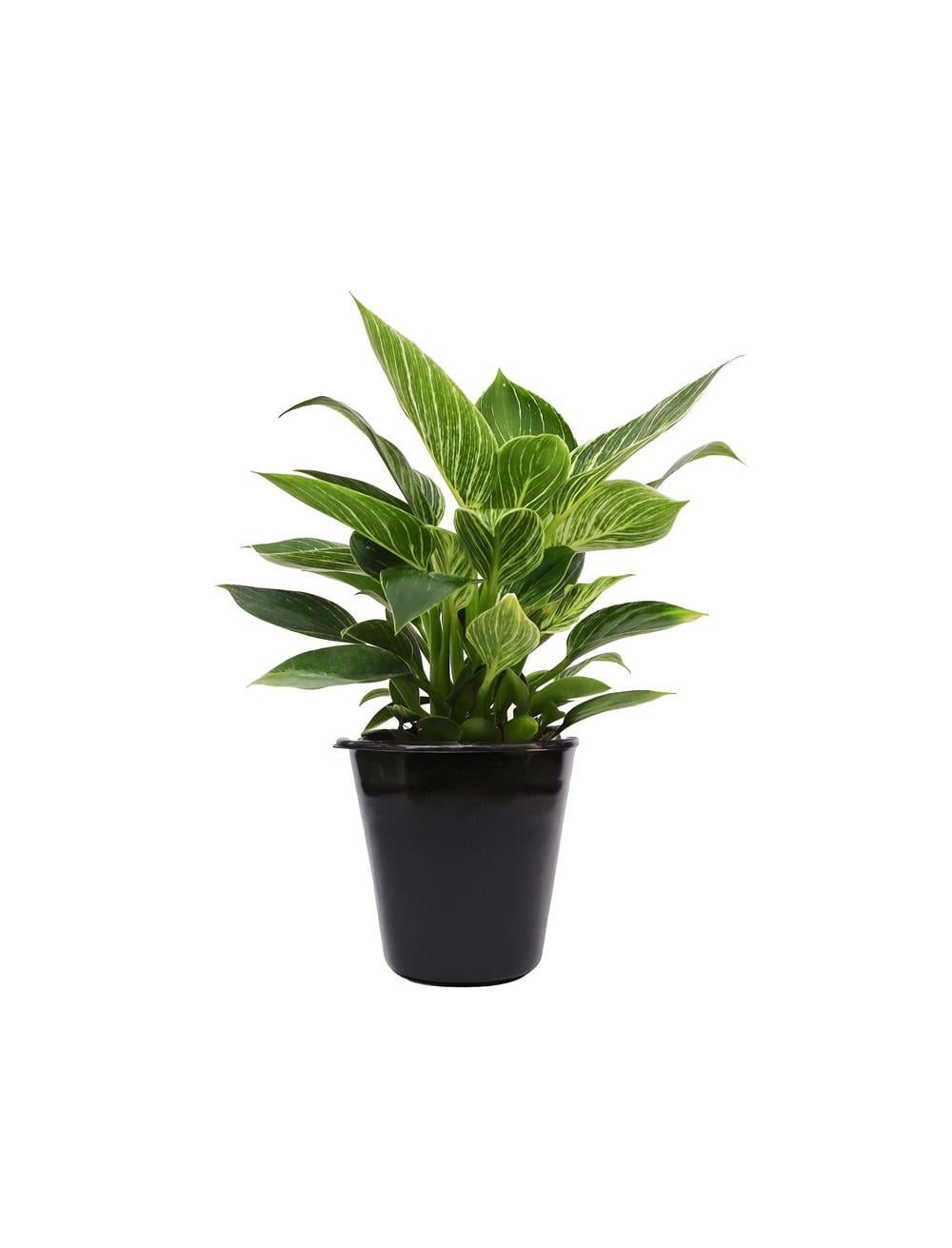 Philodendron Zebra 40-60 cm