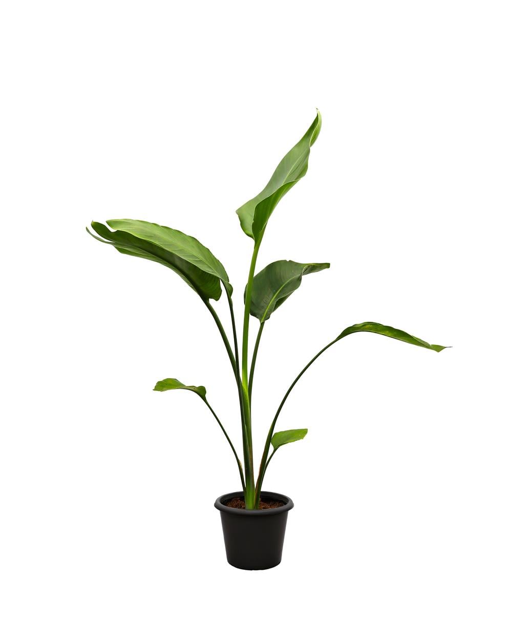 Starliçe- Tek Köklü (Cennet Kuşu Çiçeği- Strelitzia Nicolai )