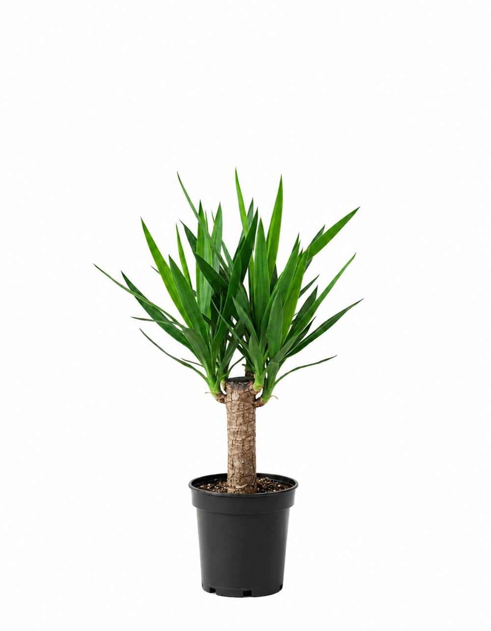 Yucca Tek Kollu - (Yuka ) 60-80cm