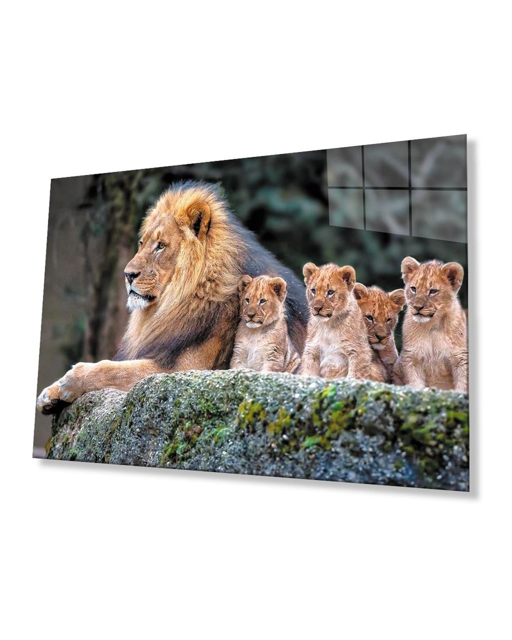 Aslanlar Cam Tablo  4mm Dayanıklı Temperli Cam Lions Glass Table 4mm Durable Tempered Glass