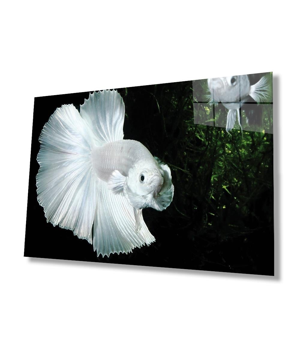 Beyaz Balık Cam Tablo  4mm Dayanıklı Temperli Cam, White Fish Glass Wall Art