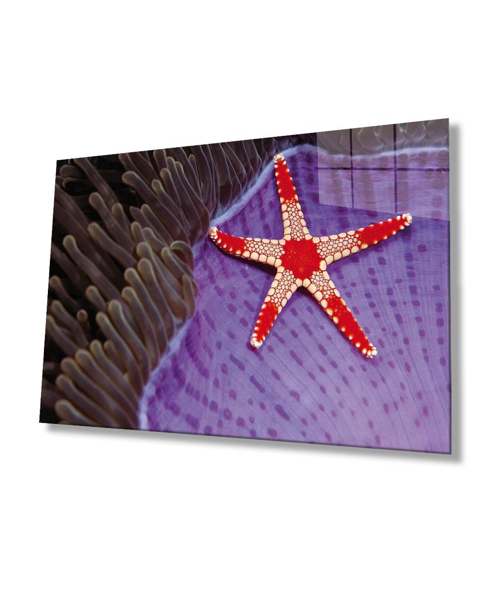 Deniz Yıldızı Cam Tablo  4mm Dayanıklı Temperli Cam, Starfish Glass Wall Art