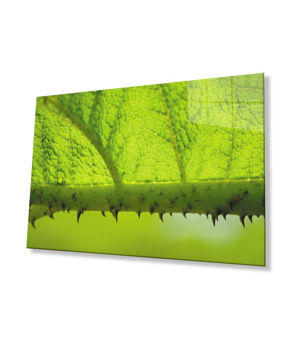 Dikenli Dal Yaprak  Yeşil Cam Tablo  4mm Dayanıklı Temperli Cam Prickly Branch Green Leaf Glass Wall Decor
