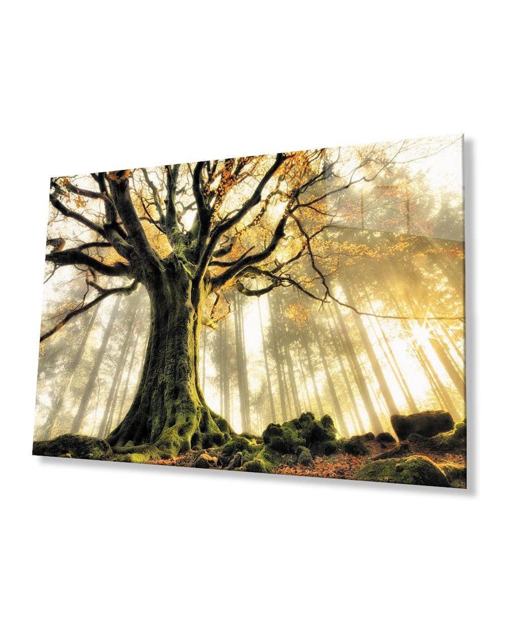 Gün Batımında  Ağaçlar Cam Tablo  4mm Dayanıklı Temperli Cam Trees At Sunset Glass Table 4mm Durable Tempered Glass