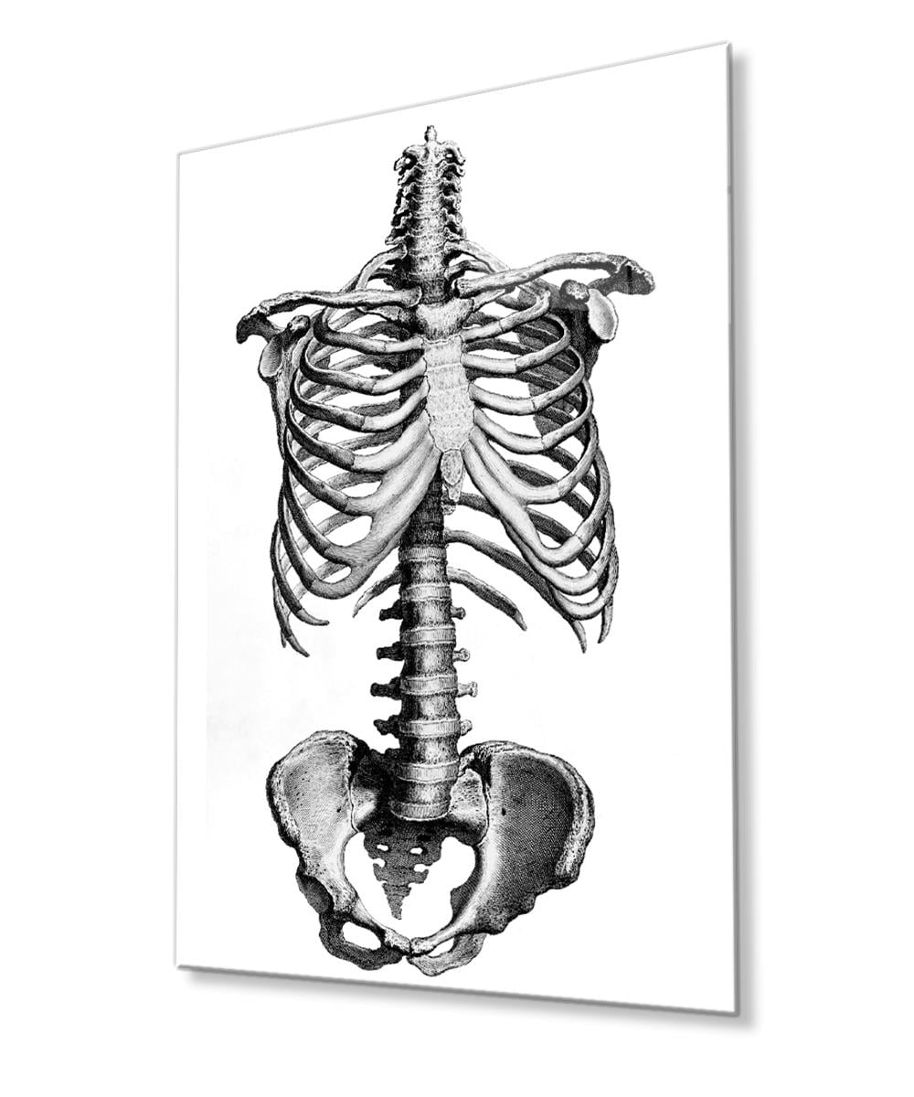 İnsan Kemikleri Cam Tablo  4mm Dayanıklı Temperli Cam, Human Bones Glass Wall Decor