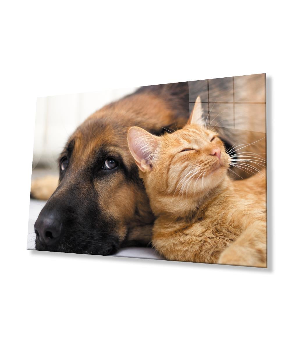 Kedi Köpek  Cam Tablo  4mm Dayanıklı Temperli Cam