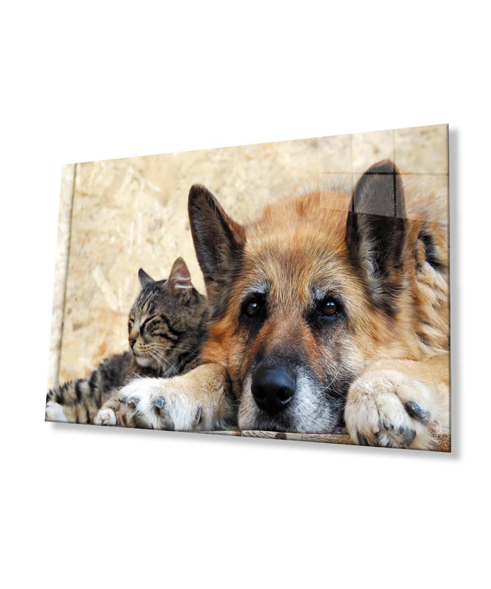 Kedi Köpek  Cam Tablo  4mm Dayanıklı Temperli Cam