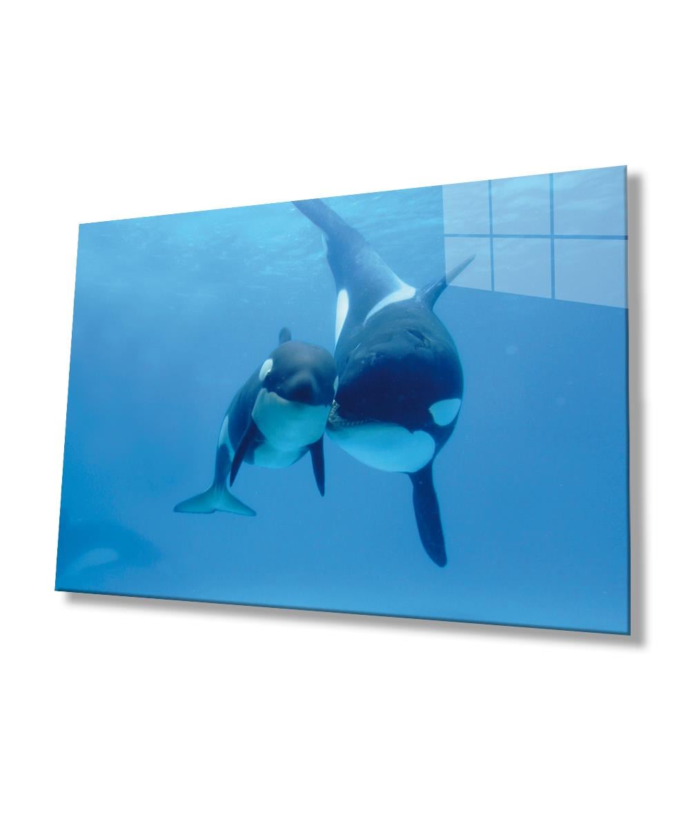 Köpek Balıkları Cam Tablo  4mm Dayanıklı Temperli Cam, Sharks Glass Wall Art