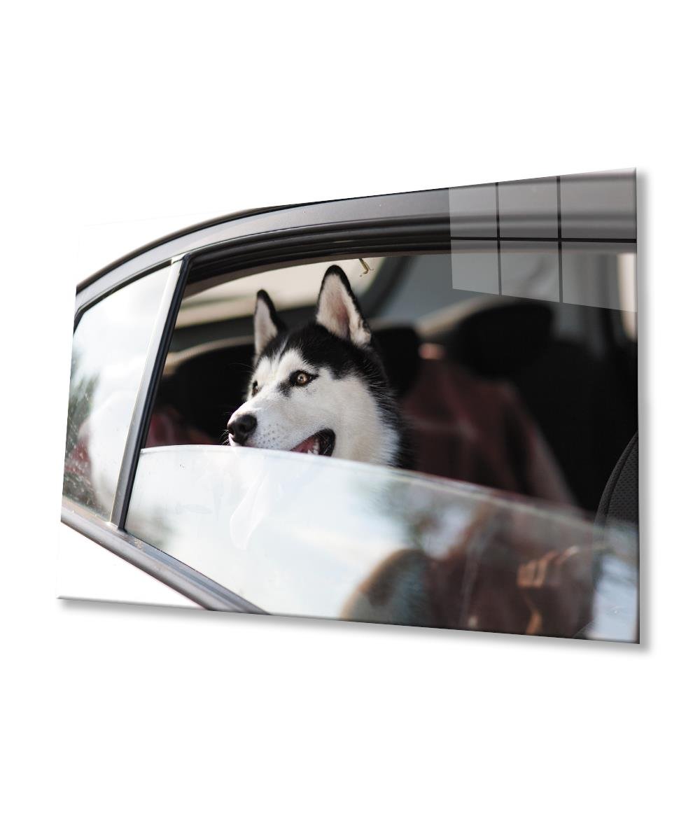 Köpek Cam  Tablo