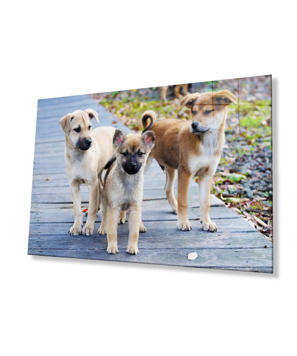 Köpekler  Cam Tablo  4mm Dayanıklı Temperli Cam