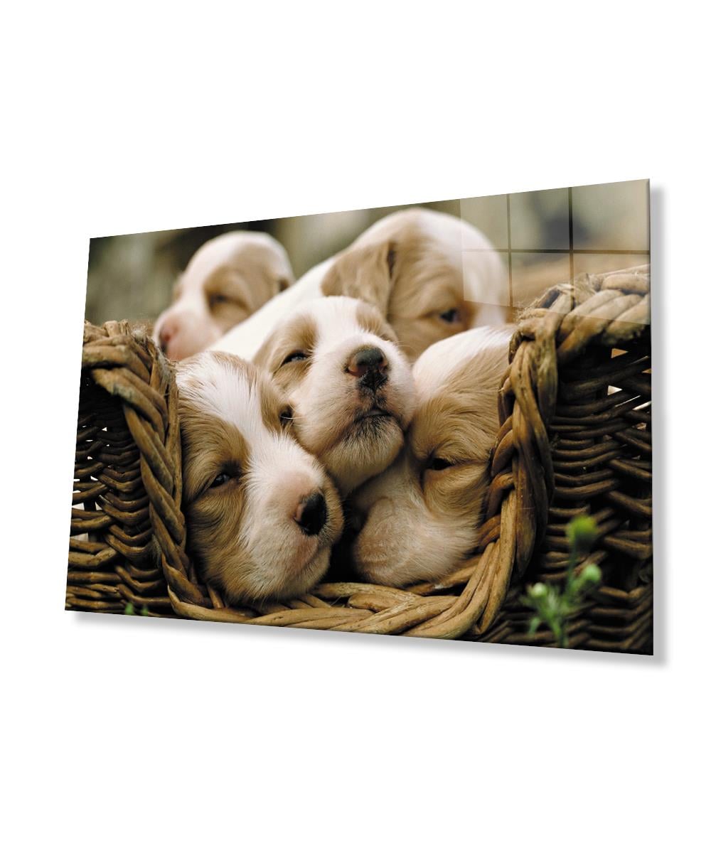 Köpekler  Cam Tablo  4mm Dayanıklı Temperli Cam