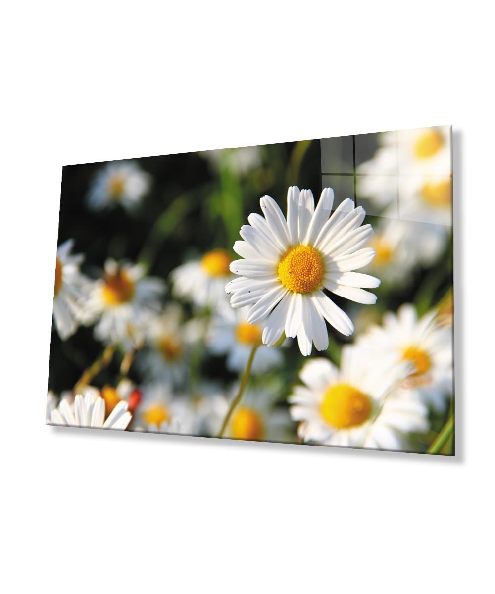 Papatya Cam Tablo  4mm Dayanıklı Temperli Cam Daisy Glass Wall Art