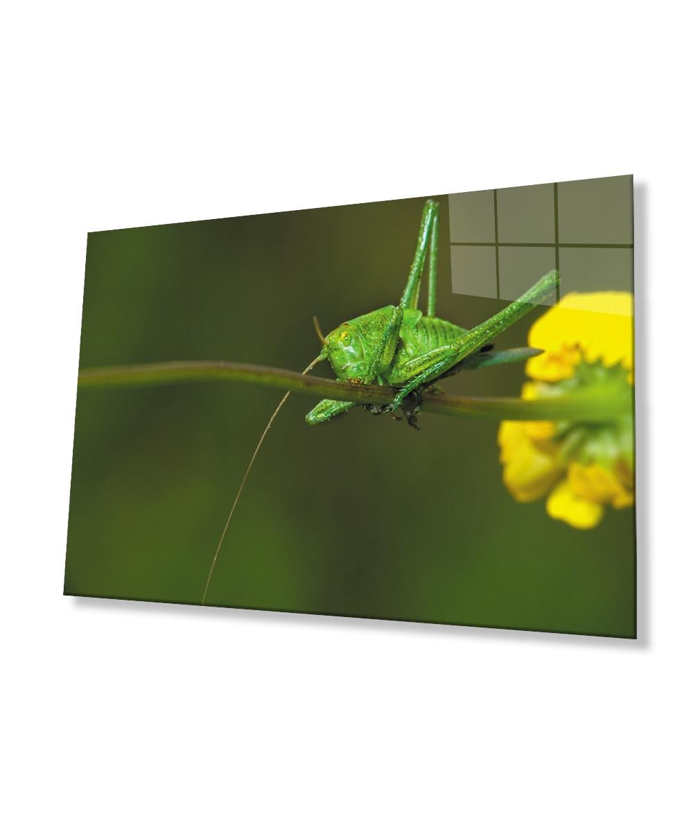 Sarı Çiçek Yeşil  Çekirge Cam Tablo  4mm Dayanıklı Temperli Cam Yellow Flower Green Grasshopper Glass Wall Art