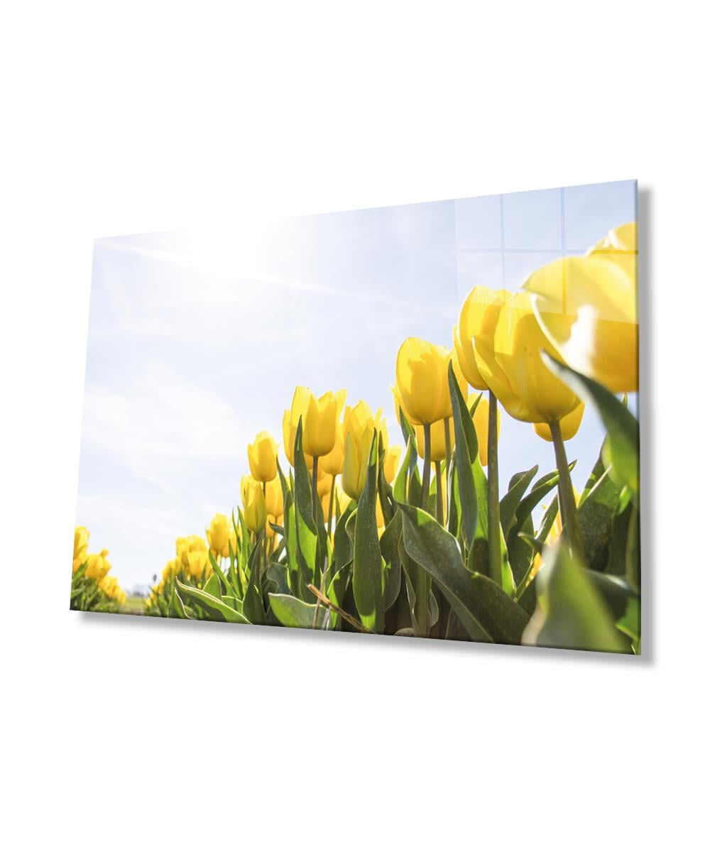 Sarı Lale Cam Tablo  4mm Dayanıklı Temperli Cam, Yellow Flowers Glass wall Decor
