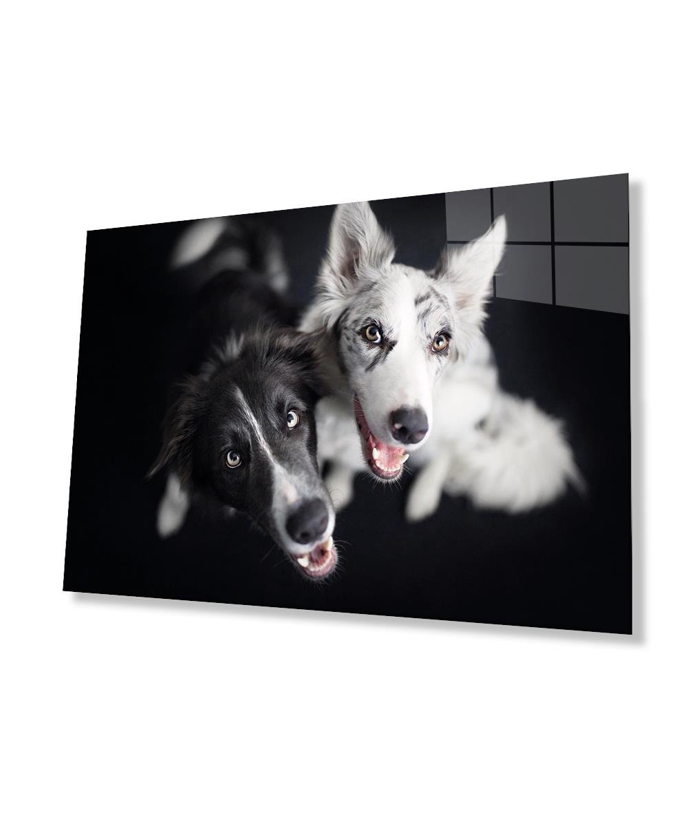 Siyah Beyaz Köpekler Cam Tablo  4mm Dayanıklı Temperli Cam