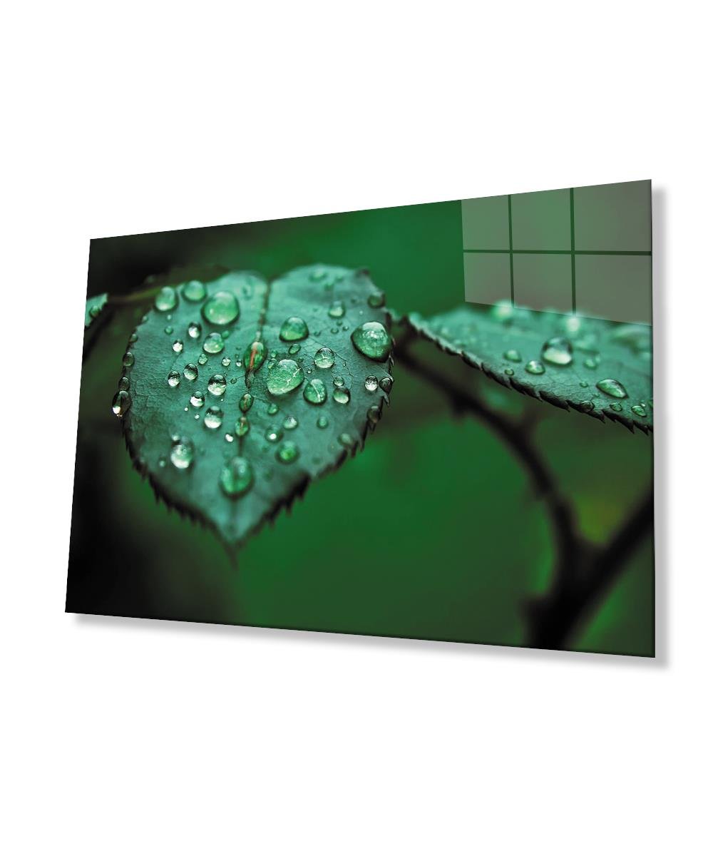 Su Damlaları Yaprak  Yeşil Cam Tablo  4mm Dayanıklı Temperli Cam Water Drops Green Leaf Glass Wall Decor