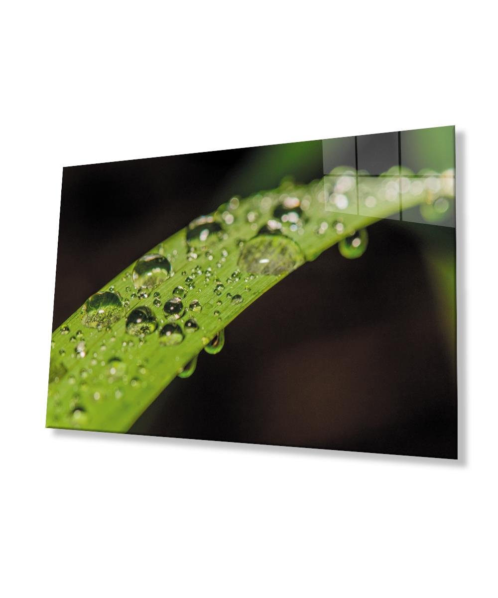 Su Damlaları Yeşil yaprak Cam Tablo  4mm Dayanıklı Temperli Cam Water Drop Green Leaf Glass Wall Art