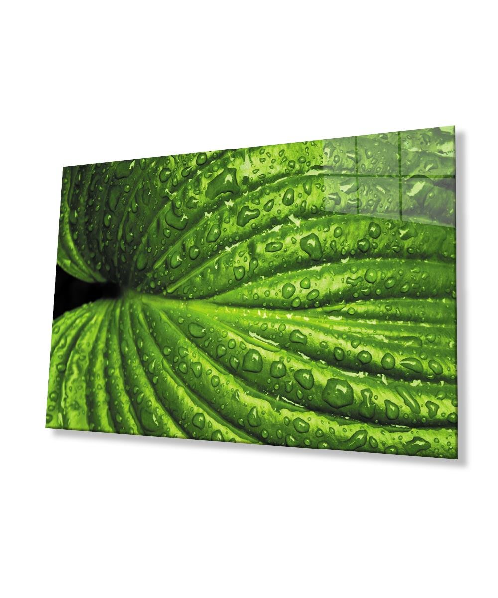 Su Damlaları Yeşil Yapraklar  Cam Tablo  4mm Dayanıklı Temperli Cam Water Drops Green Leaves Glass Wall Art