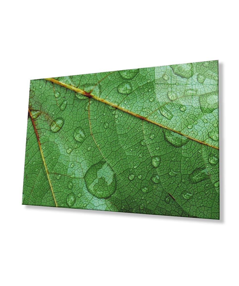 Su Damlası Yaprak Yeşil Cam Tablo  4mm Dayanıklı Temperli Cam Water Drop Leaf Glass Wall Decor