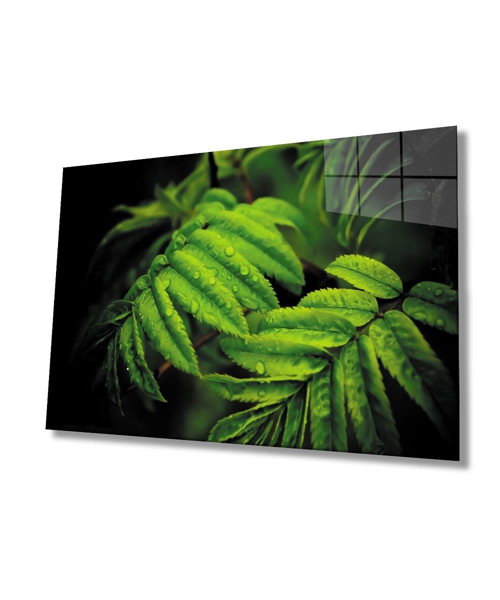 Su Damlası Yeşil Yapraklar Cam Tablo  4mm Dayanıklı Temperli Cam  Water Drop Green Leaves Glass Wall Art