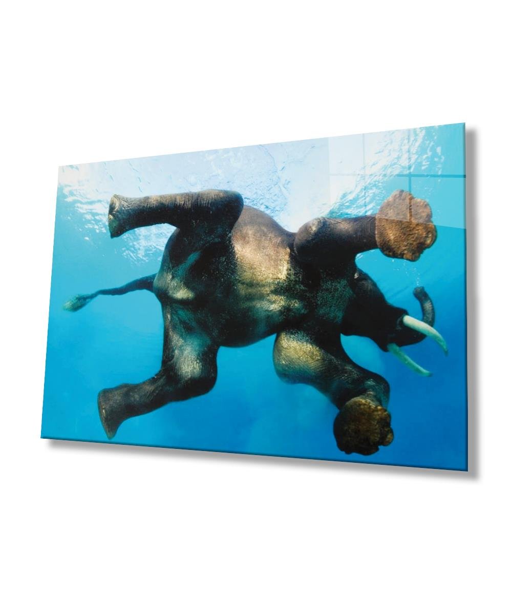 Suda Fil Cam Tablo  4mm Dayanıklı Temperli Cam, Elephant in Water Glass Wall Art