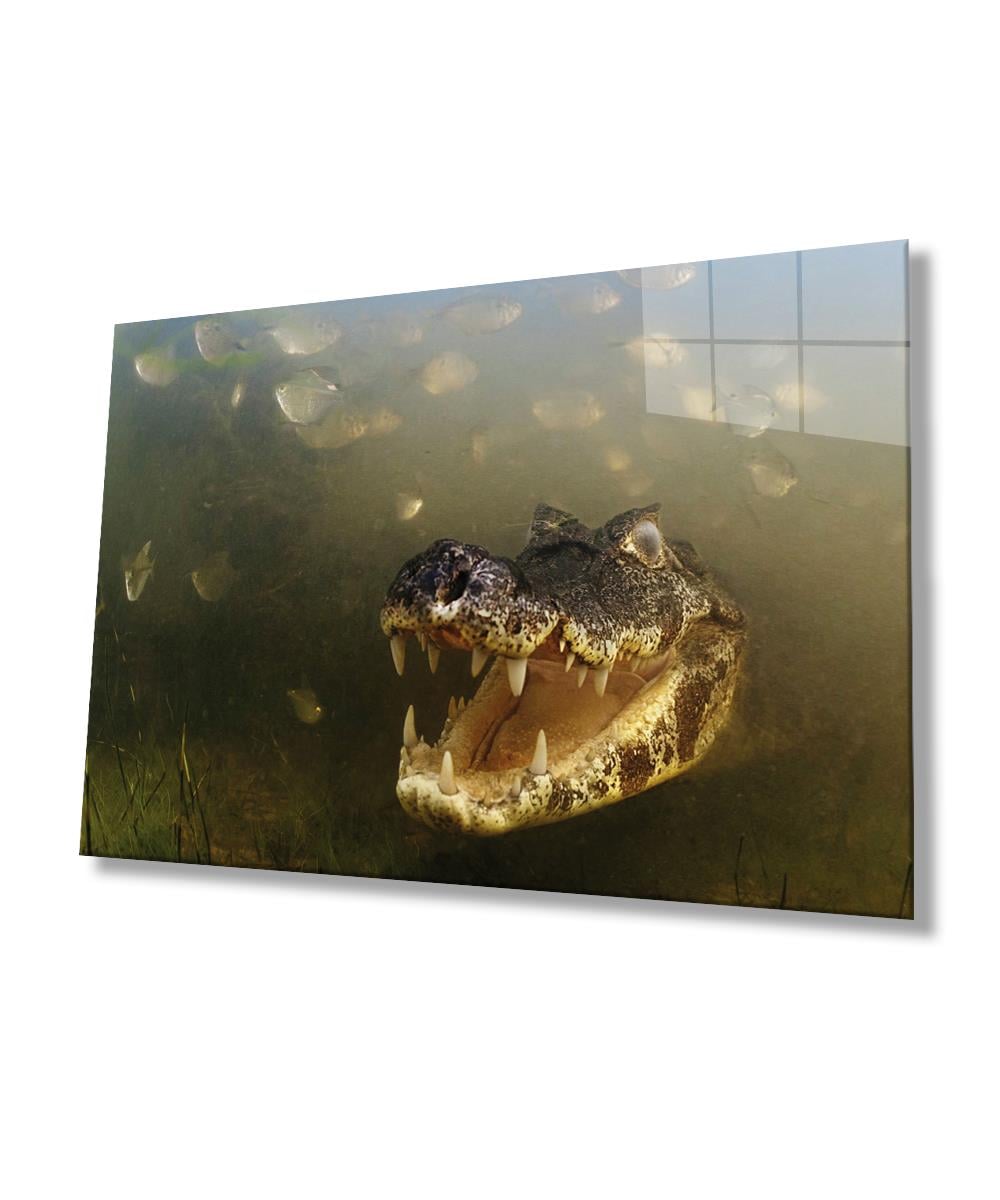 Suda Timsah Cam Tablo  4mm Dayanıklı Temperli Cam, Crocodile Glass Wall Art