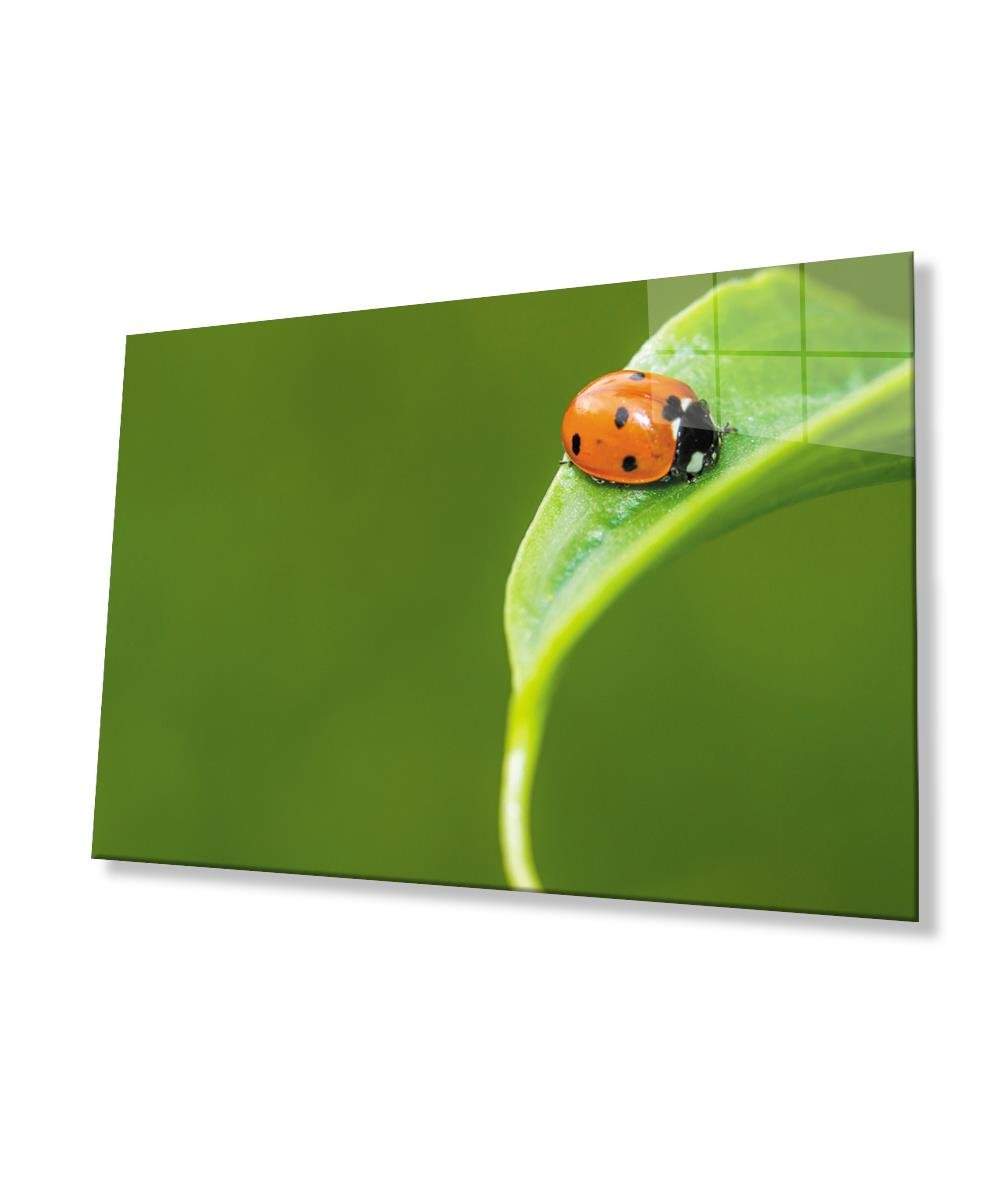 Uğurböceği Yaprak  Yeşil Cam Tablo  4mm Dayanıklı Temperli Cam  Ladybug Green Leaf Glass Wall Art