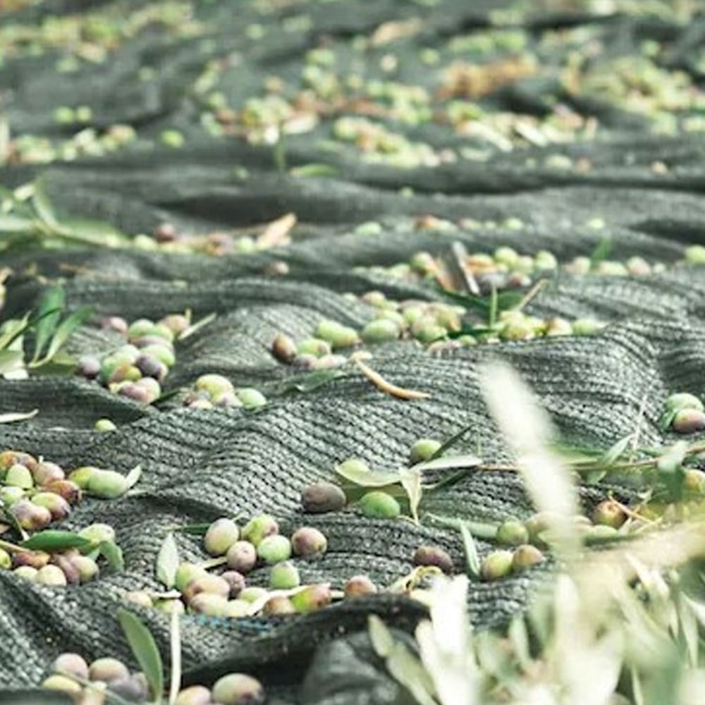 6 mt. x 4 mt. Zeytin Toplama Sergisi - 65gr. %75 Gölgelik File 1. Kalite / Dikişsiz