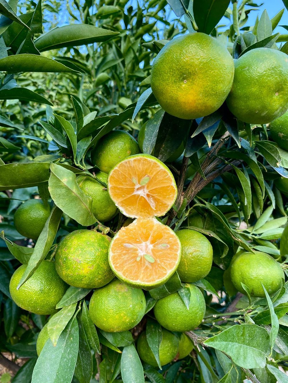 MANDALİNA (1 Kg)