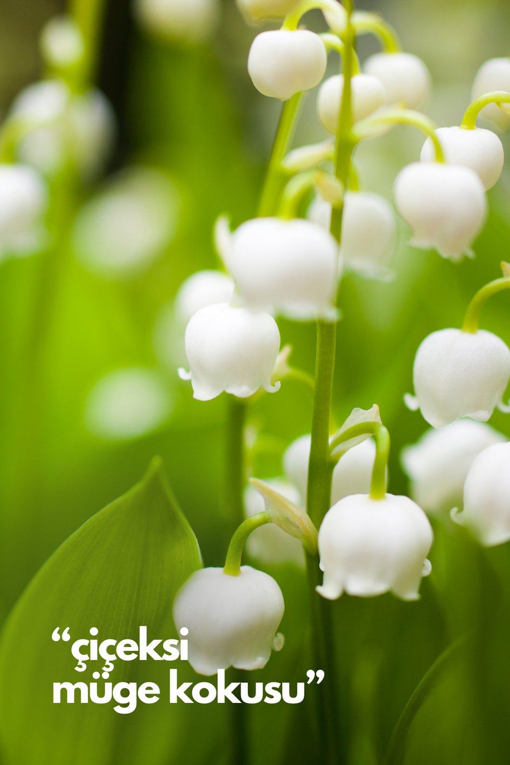Natures Scents Lilly Of The Valley - Müge Çiçeği Oda Kokusu Yedek Makine Spreyi 250 ml