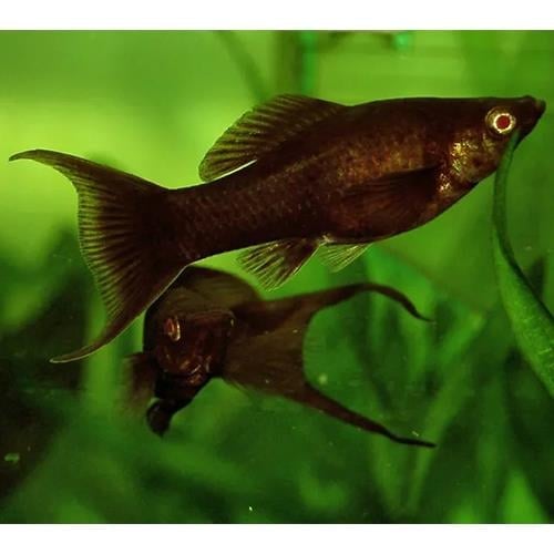 Black Ay Molly 3 cm
