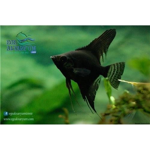 Black Melek 2-3 Cm