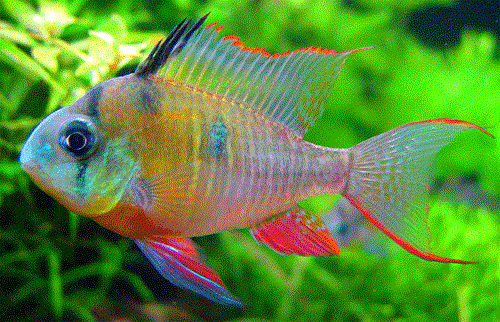 BOLİVYAN RAM CİKLET 3-4 CM