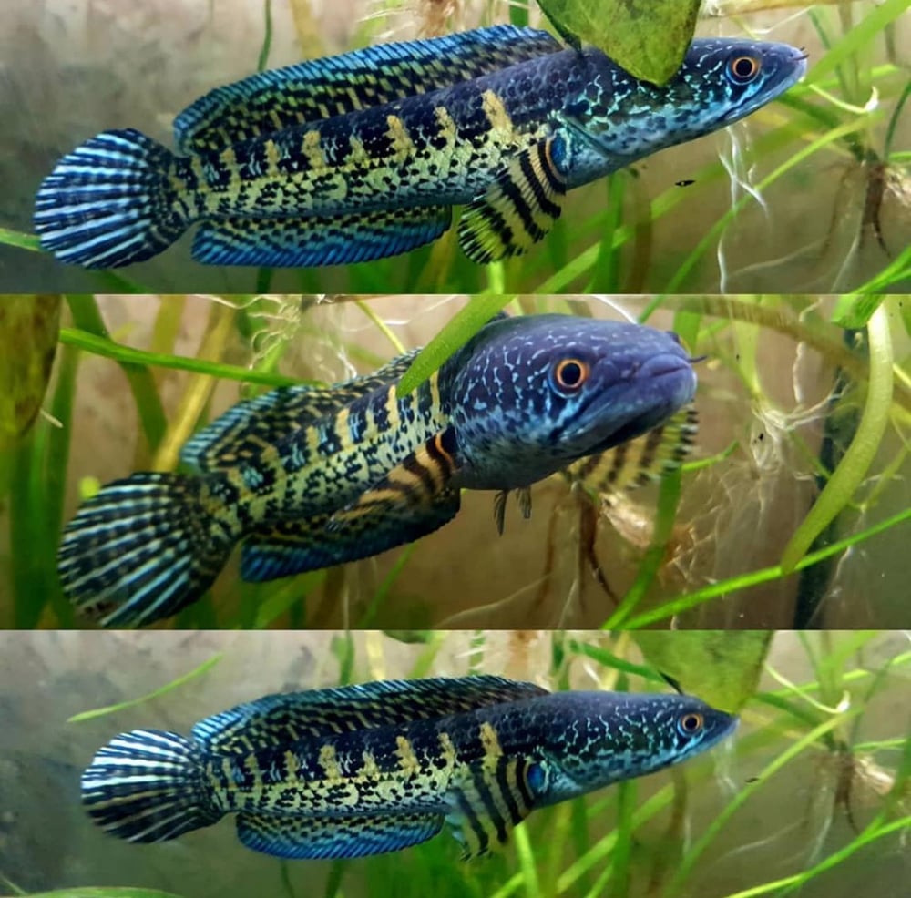 Channa Aurantimaculata 12 cm