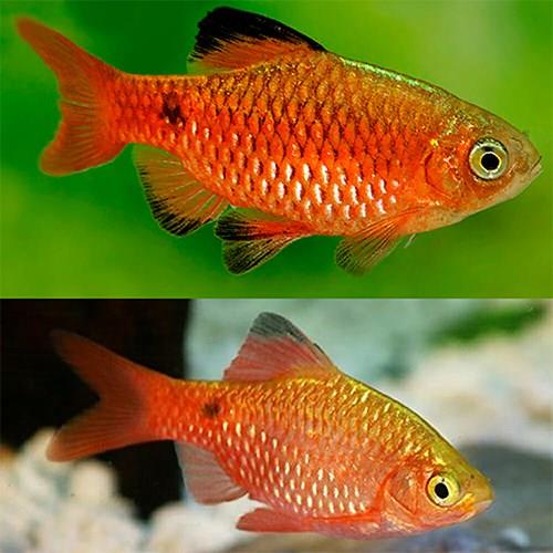 Conchonius 3 - 4 Cm