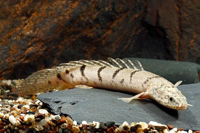 Delhezi Bichir 10 cm