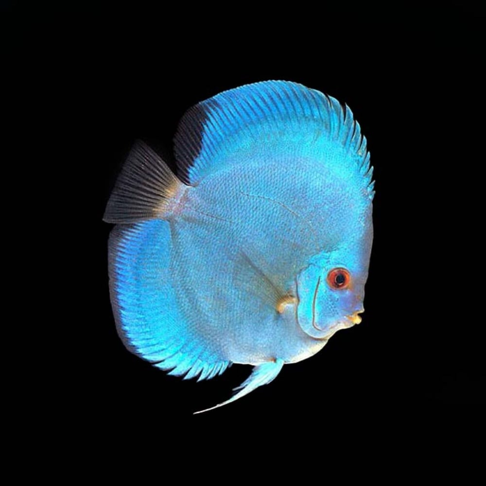 Discus Blue Dıamond 7-8 cm